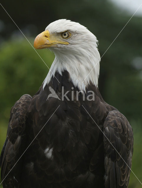 American bald eagle (Haliaeetus leucocephalus)