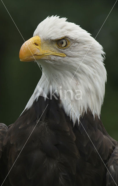 American bald eagle (Haliaeetus leucocephalus)