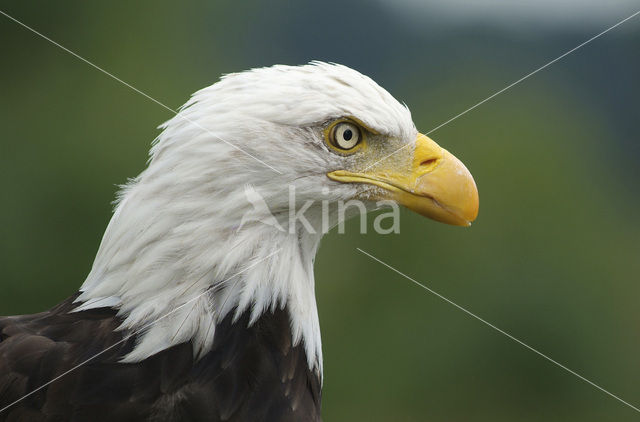 American bald eagle (Haliaeetus leucocephalus)