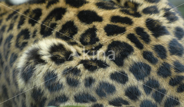 Amoer panter (Panthera pardus orientalis)