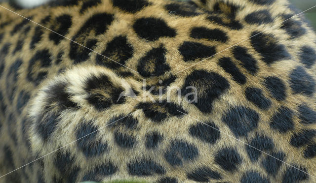 Amur Leopard (Panthera pardus orientalis)