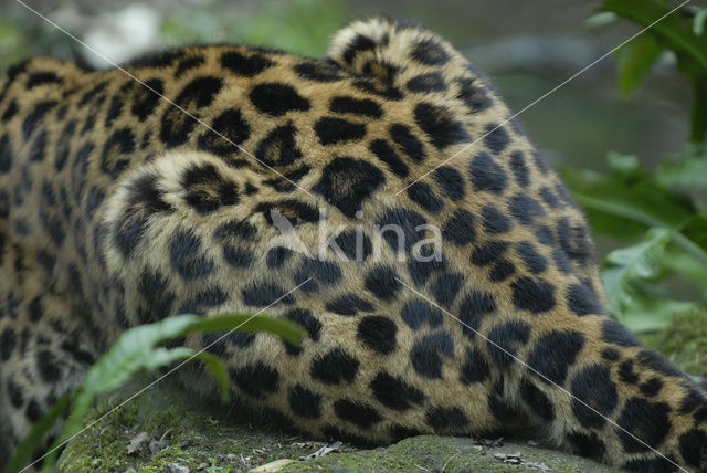 Amoer panter (Panthera pardus orientalis)