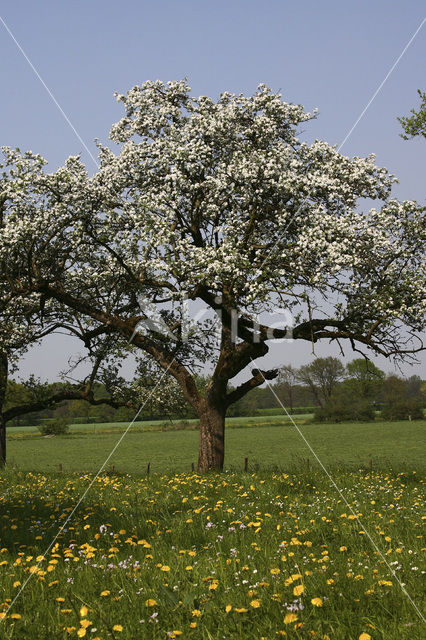 Apple (Malus domesticus)
