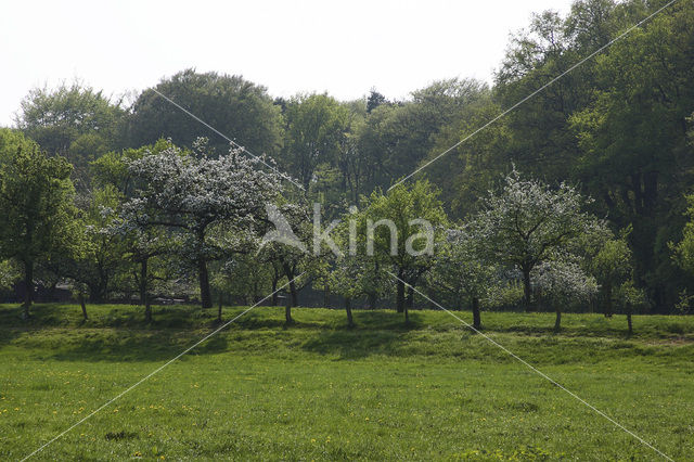 Apple (Malus domesticus)