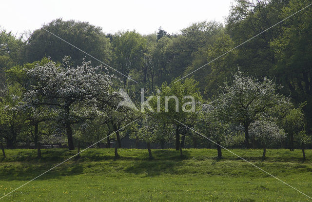 Apple (Malus domesticus)