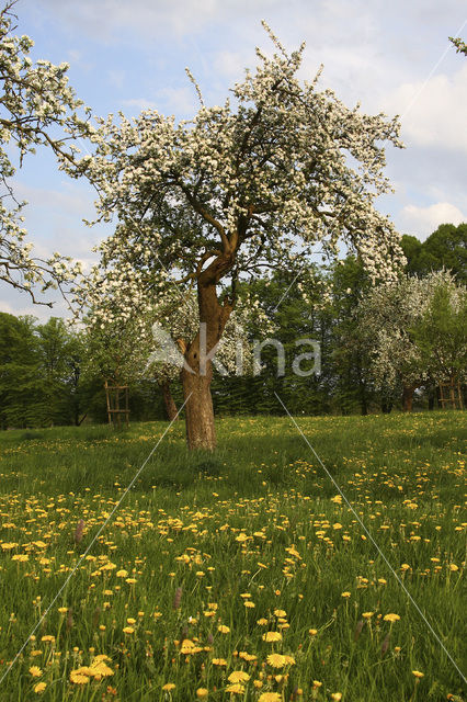 Apple (Malus domesticus)