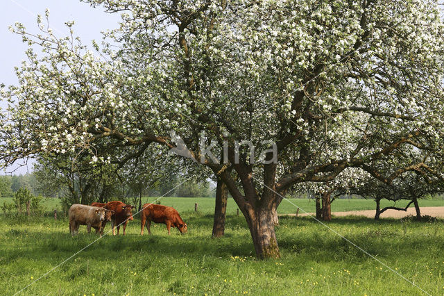 Apple (Malus domesticus)