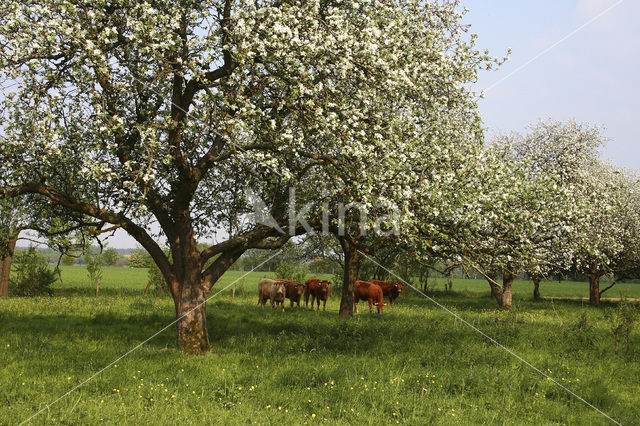 Apple (Malus domesticus)