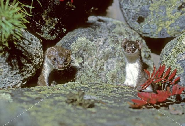 Arctic weasel (Mustela nivalis rixosa)