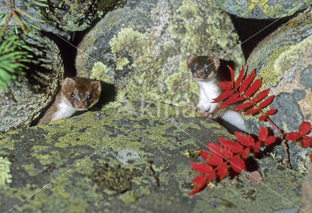 Arctic weasel (Mustela nivalis rixosa)