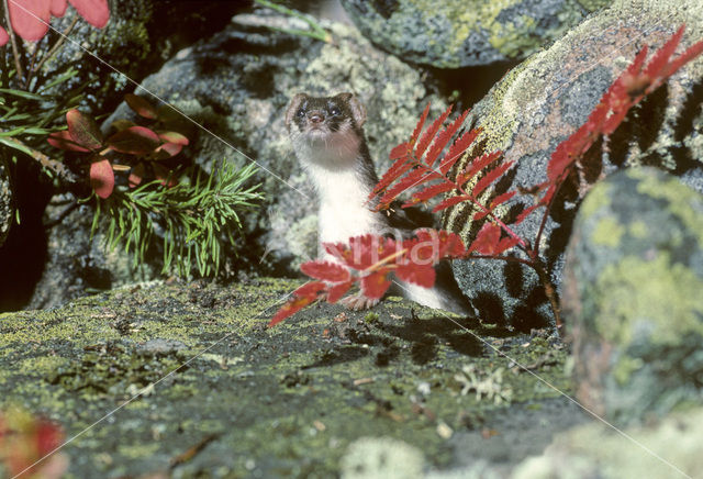 Arctic weasel (Mustela nivalis rixosa)