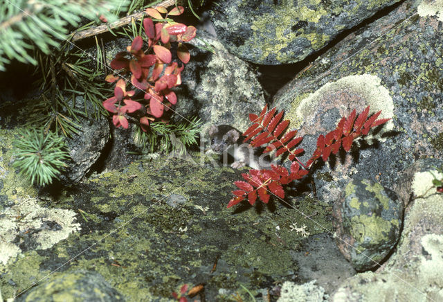 Arctische wezel (Mustela nivalis rixosa)