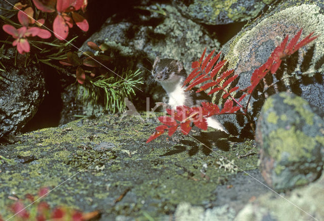 Arctic weasel (Mustela nivalis rixosa)