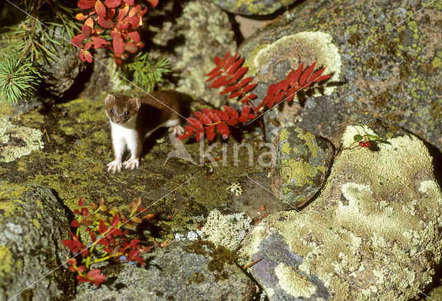 Arctic weasel (Mustela nivalis rixosa)