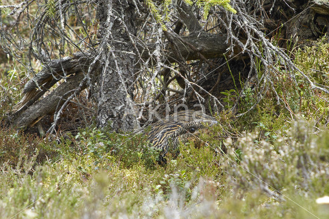 Eurasian Capercaillie (Tetrao urogallus)