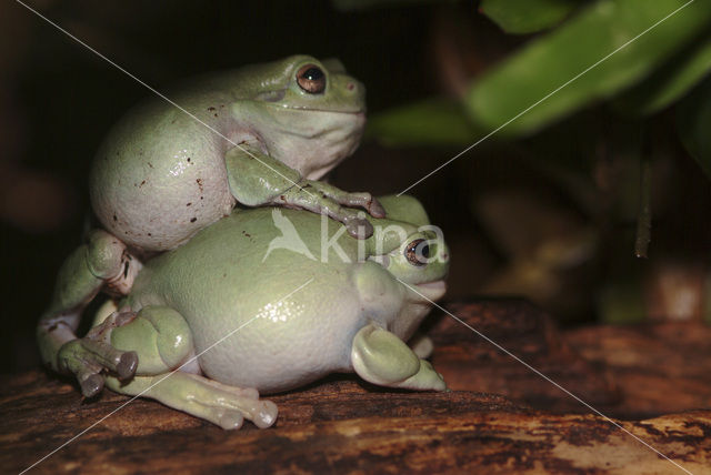 Green frog (Litoria caerulea)