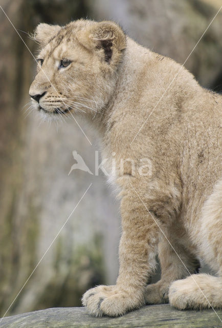 Aziatische leeuw (Panthera leo persica)