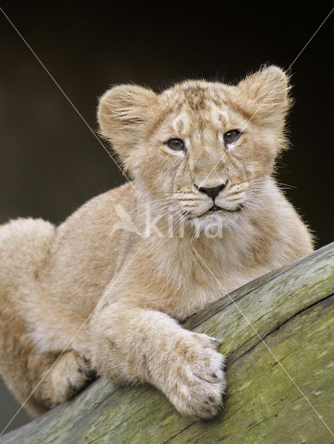 Aziatische leeuw (Panthera leo persica)