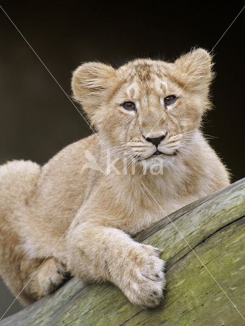 Asiatic Lion (Panthera leo persica)