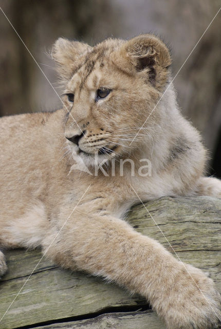 Aziatische leeuw (Panthera leo persica)