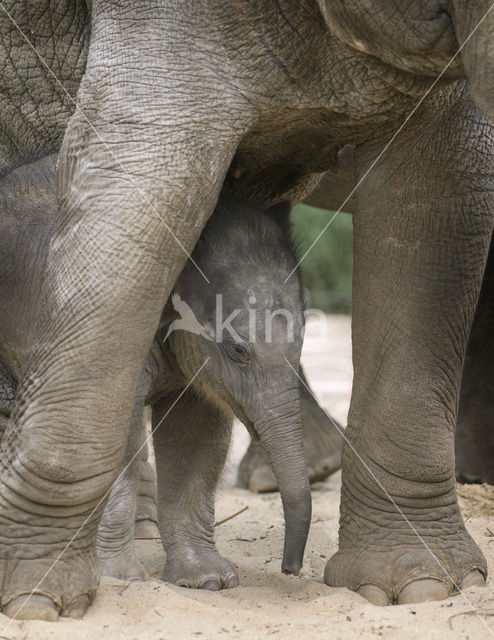 Aziatische olifant (Elephas maximus)