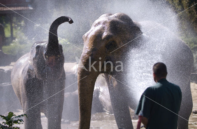 Aziatische olifant (Elephas maximus)