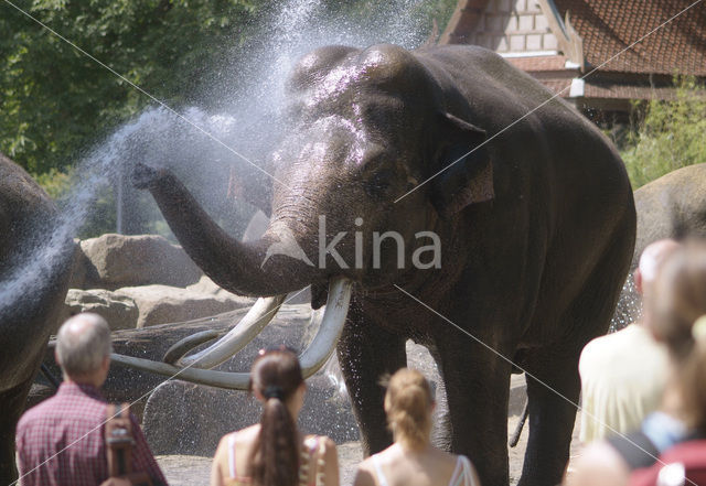 Aziatische olifant (Elephas maximus)