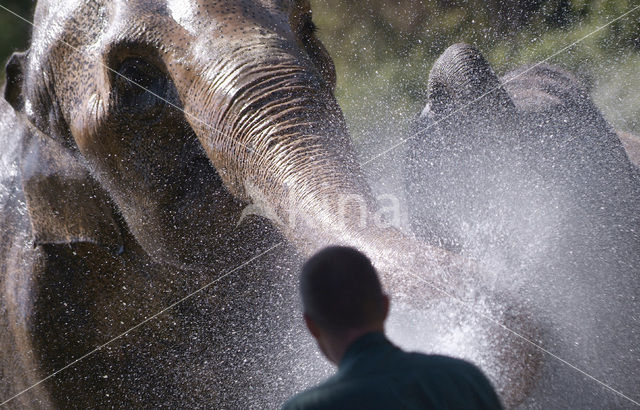 Asian elephant (Elephas maximus)