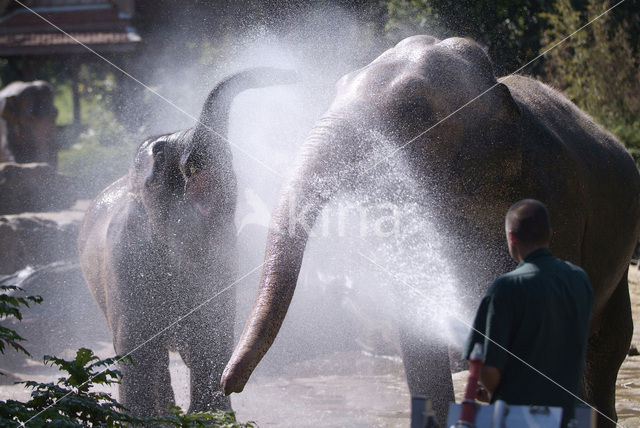 Aziatische olifant (Elephas maximus)