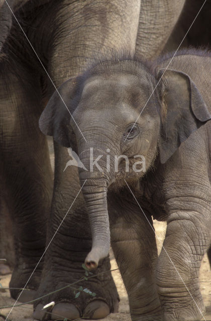 Aziatische olifant (Elephas maximus)