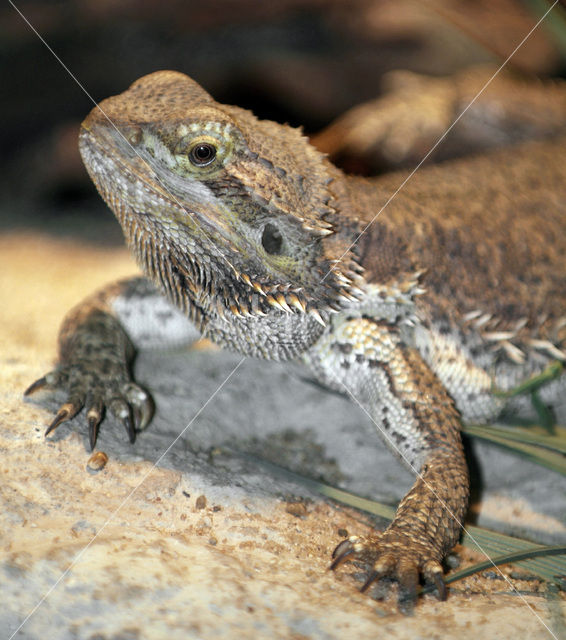 Bearded dragon (Pogona vitticeps)