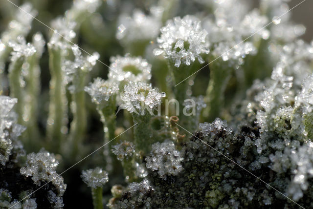 Bekermos (Cladonia spec.)