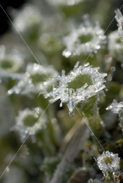 Bekermos (Cladonia spec.)