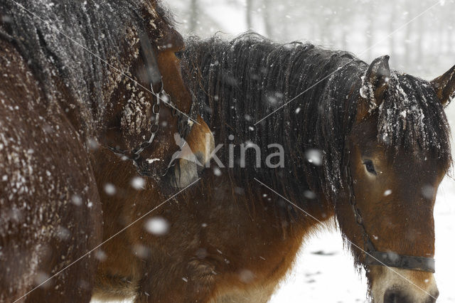 Belgian Horse (Equus spp)