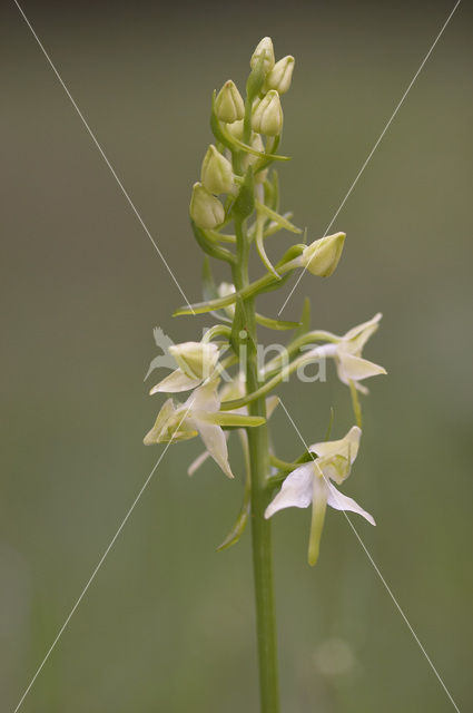 Bergnachtorchis (Platanthera chlorantha)