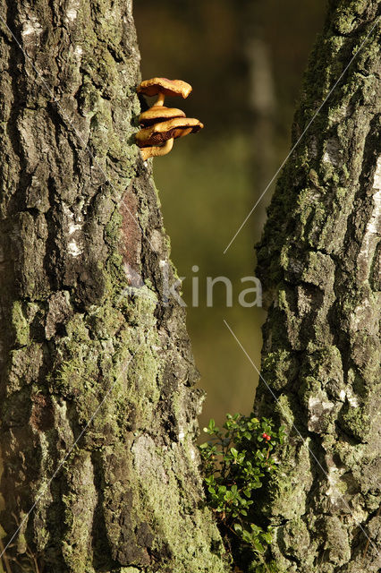 Berk (Betula)