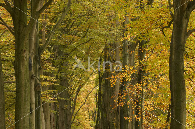 Beuk (Fagus sylvatica)