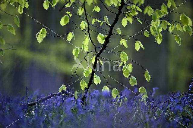 Beech (Fagus spec.)
