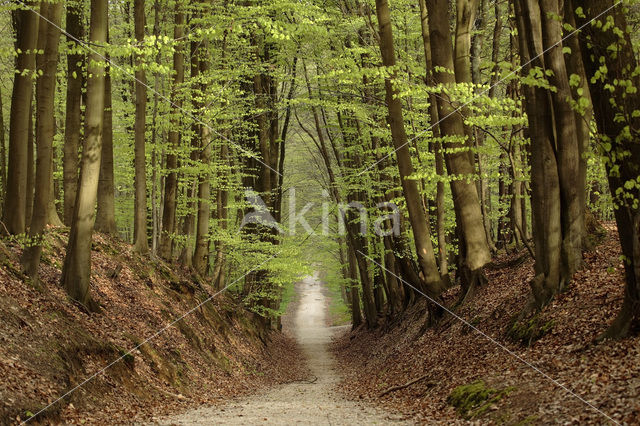 Beuk (Fagus spec.)