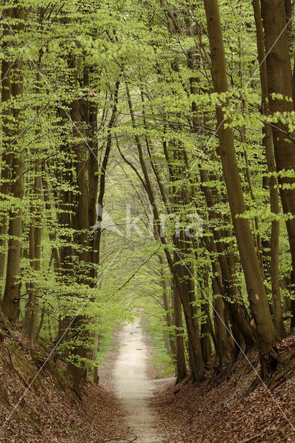 Beech (Fagus spec.)