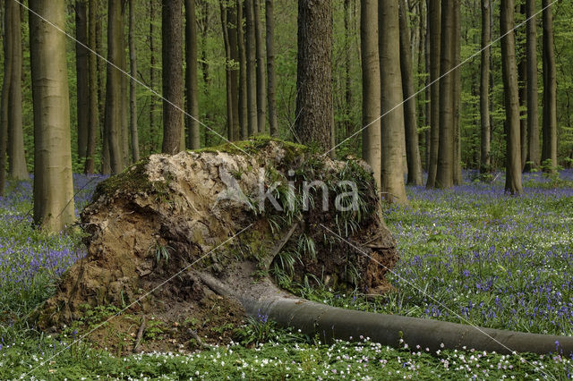 Beech (Fagus spec.)