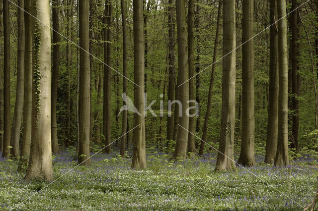 Beech (Fagus spec.)