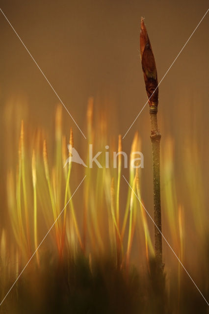 Beech (Fagus spec.)