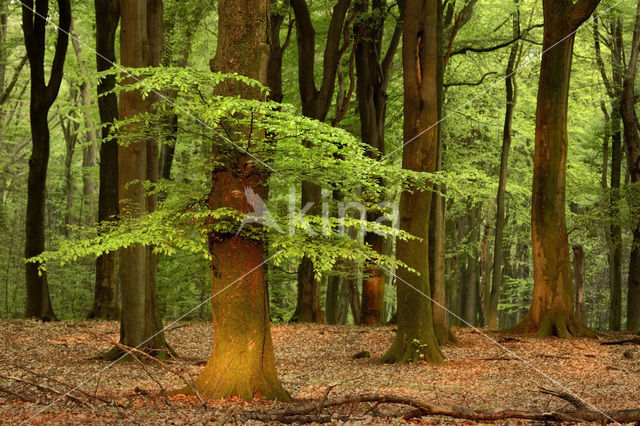 Beech (Fagus spec.)