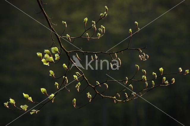 Beech (Fagus spec.)