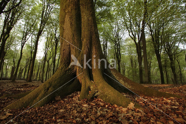 Beuk (Fagus spec.)