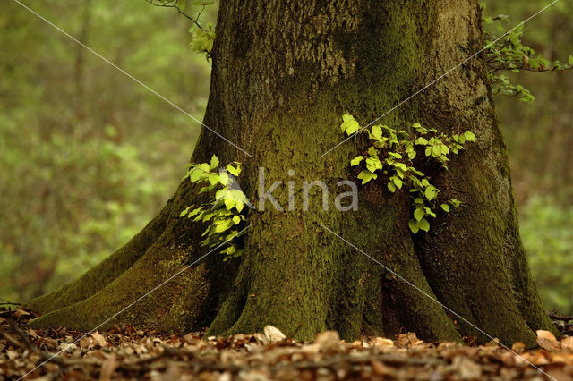 Beech (Fagus spec.)