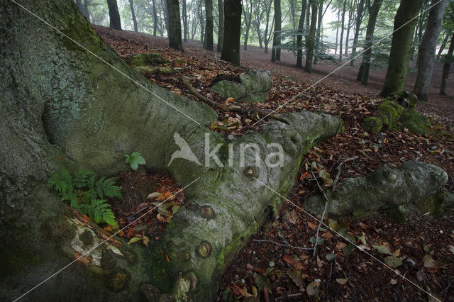 Beuk (Fagus spec.)