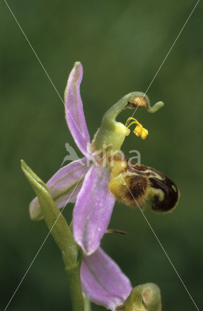 Bijenorchis (Ophrys apifera)