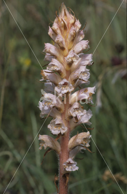 Bitterkruidbremraap (Orobanche picridis)